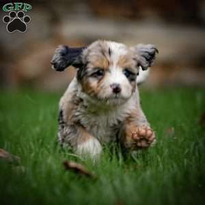 Coco, Mini Bernedoodle Puppy